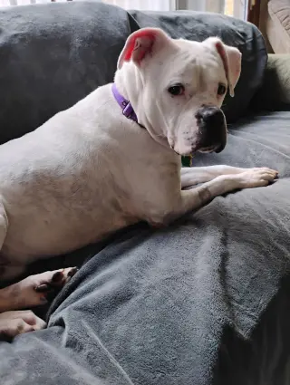 Leo - BONDED WITH LADY AKA LADYBUG