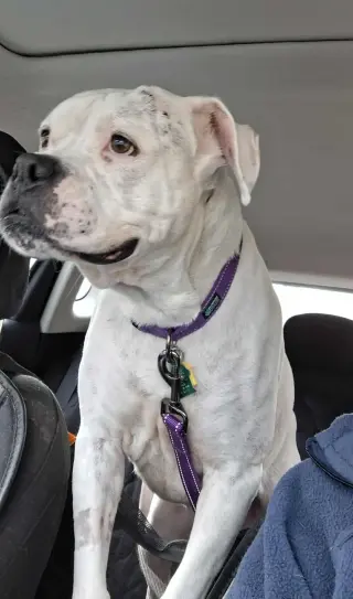 Leo - BONDED WITH LADY AKA LADYBUG