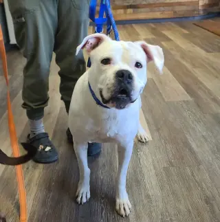 Leo - BONDED WITH LADY AKA LADYBUG