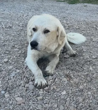 Roxy