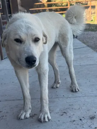 Roxy