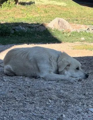 Roxy