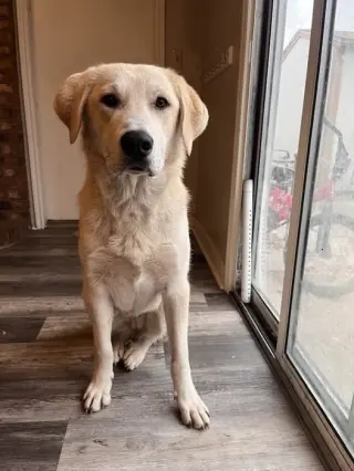 Roxy