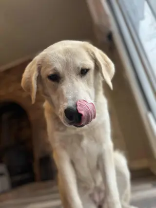 Roxy