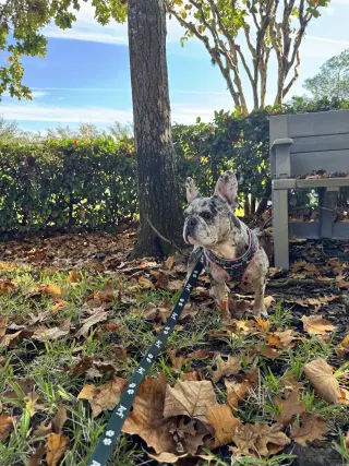 Pepper FH