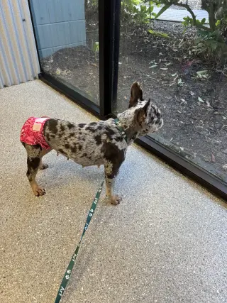 Pepper FH