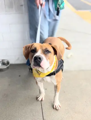 Winnie Boxer