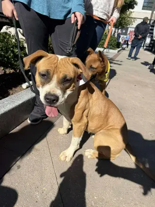 Winnie Boxer