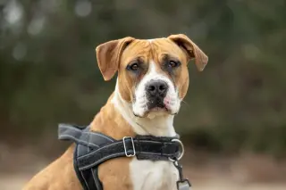 Winnie Boxer
