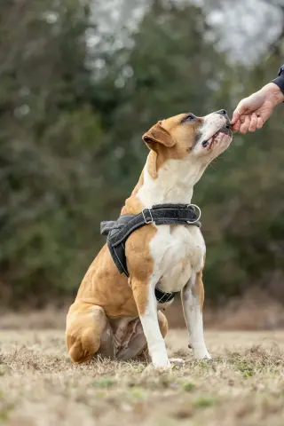 Winnie Boxer