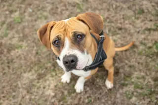 Winnie Boxer