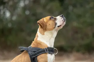 Winnie Boxer