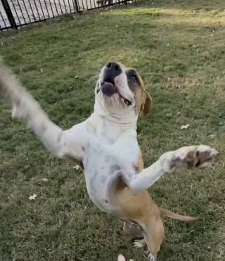 Winnie Boxer