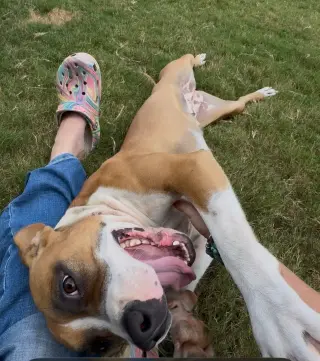 Winnie Boxer