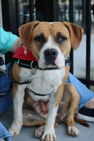 Winnie Boxer
