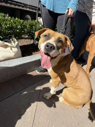 Winnie Boxer