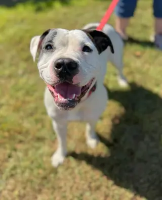 Darla