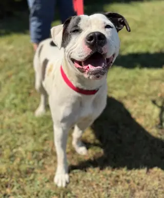 Darla
