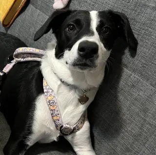 Oreo