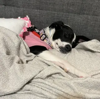 Oreo