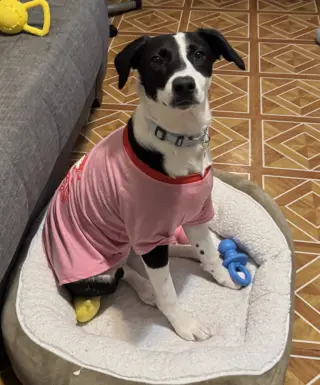 Oreo