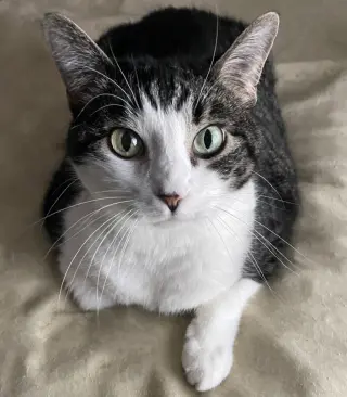 Tilly