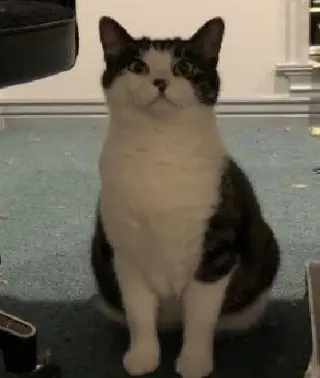 Tilly
