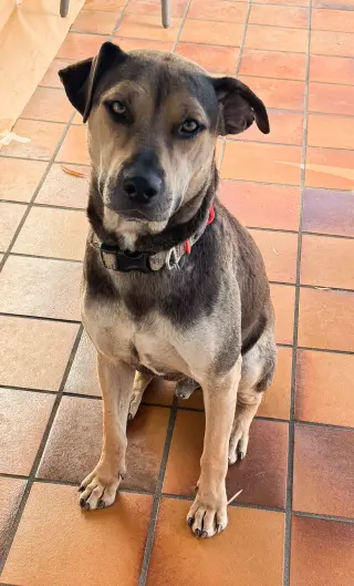 Buddy - Courtesy Post