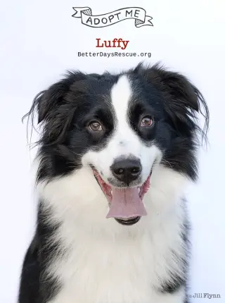 LUFFY