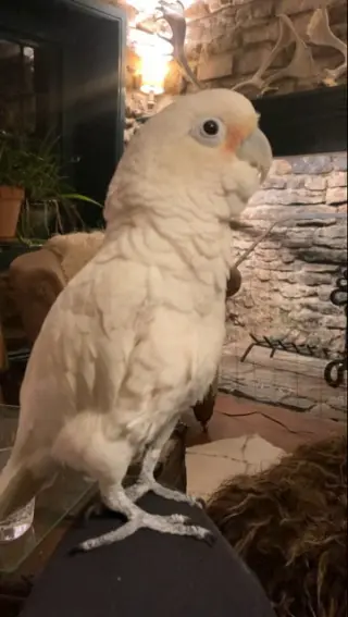 Benny