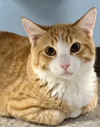 Yogi