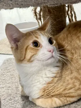 Yogi