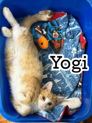 Yogi