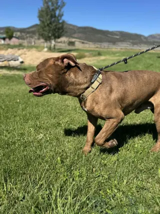 Porkchop