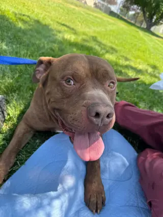 Porkchop