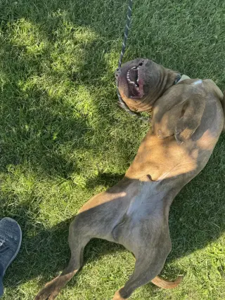 Porkchop