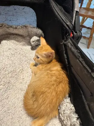 Cat-illac