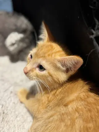 Cat-illac