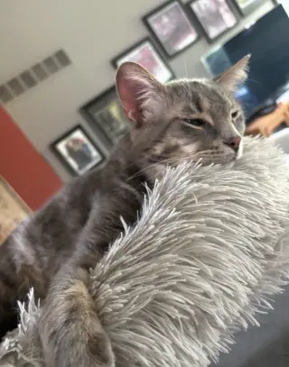 Graison