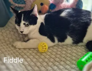Fiddle the Handsome Boy