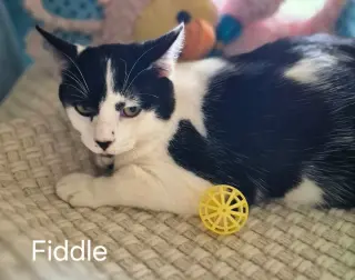 Fiddle the Handsome Boy