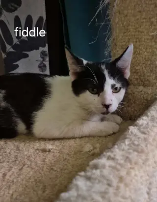 Fiddle the Handsome Boy