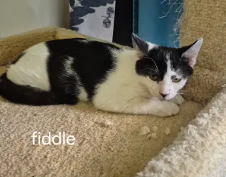 Fiddle the Handsome Boy