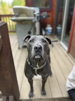 Saranac - aka "Snacks" (Courtesy)