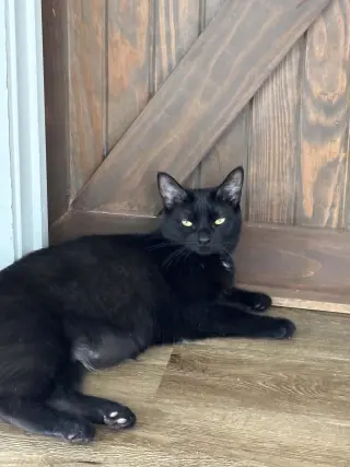Parmesan
