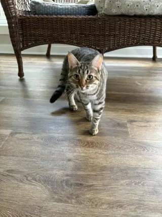 Ricotta