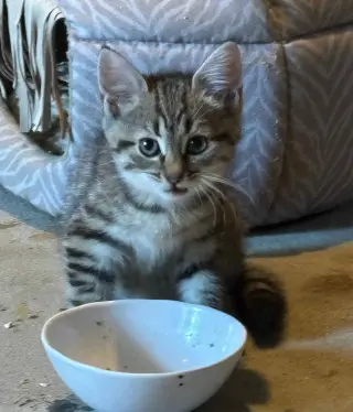 Ricotta