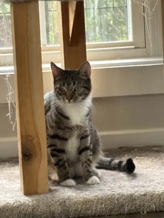 Mozzarella