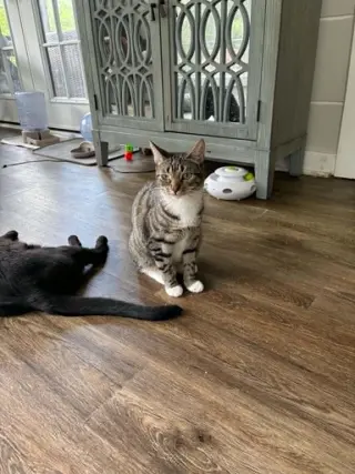 Mozzarella