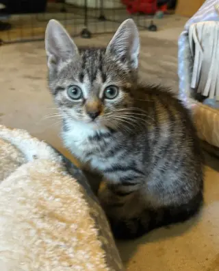 Mozzarella